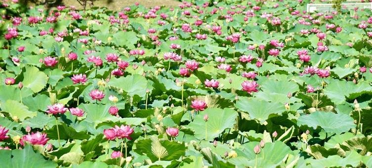 🏞️ 백로 공원(시라사기 공원) 이미지 11